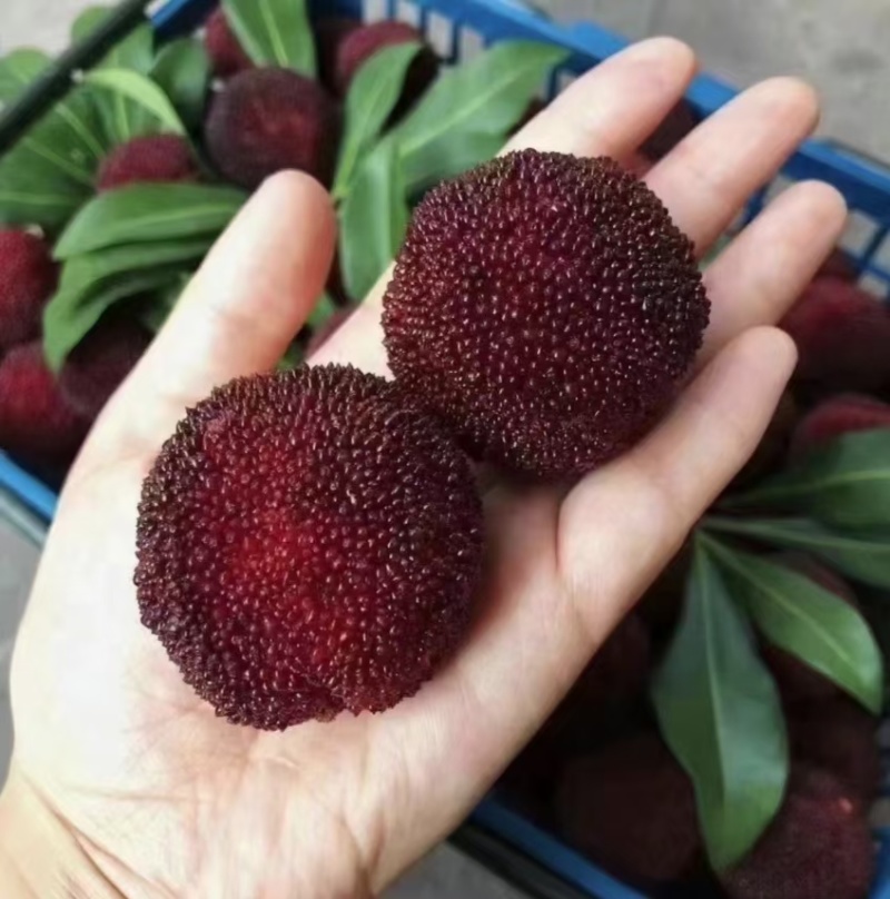 郑州乌梅