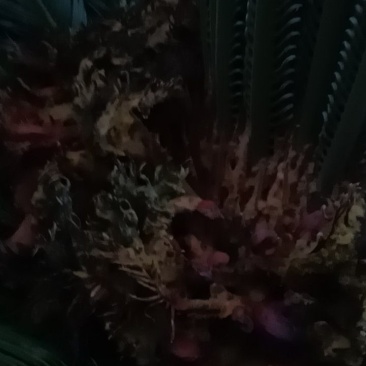 铁树果