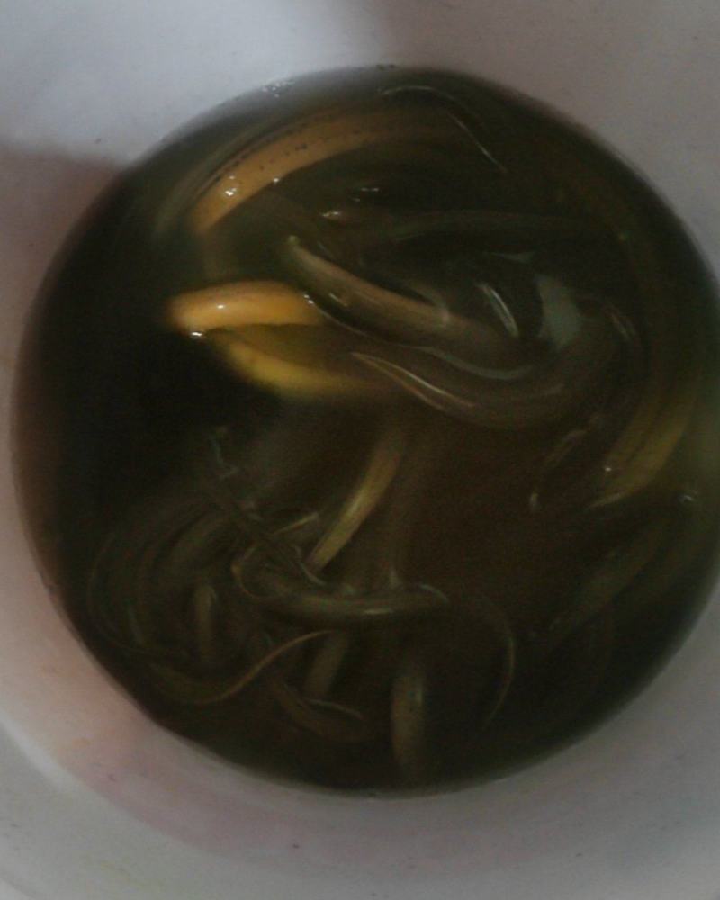 黄鳝