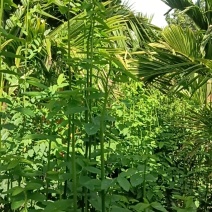 海南树仔菜