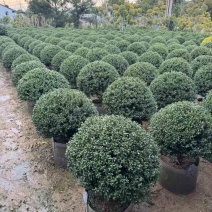 龟甲冬青40-100，各种规格，大量低价出售