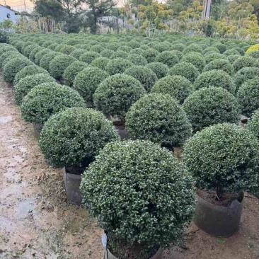 龟甲冬青40-100，各种规格，大量低价出售