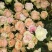 鲜花