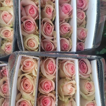 鲜花
