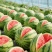 美都大棚西瓜，个大皮薄，【口感】口感脆甜，皮薄个大。