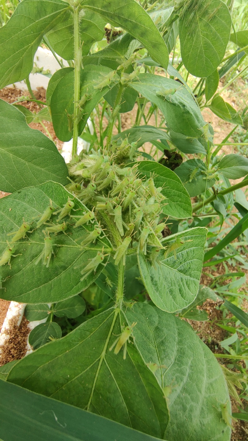 棉蝗二龄苗子