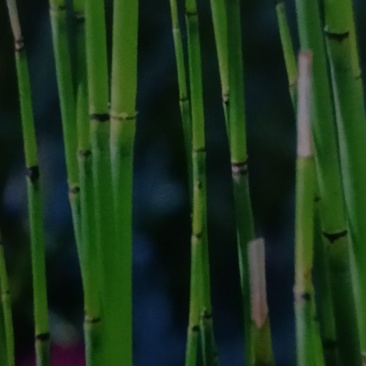 马鞭草.节节草