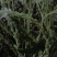 马鞭草.节节草