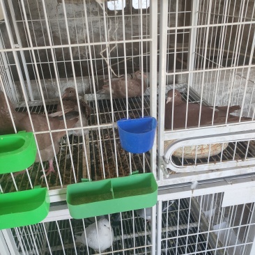 江苏小幼鸽