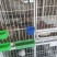 江苏小幼鸽