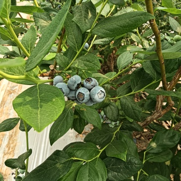 精品蓝莓