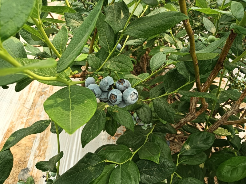 精品蓝莓