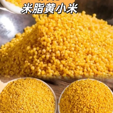 陕北米脂小米