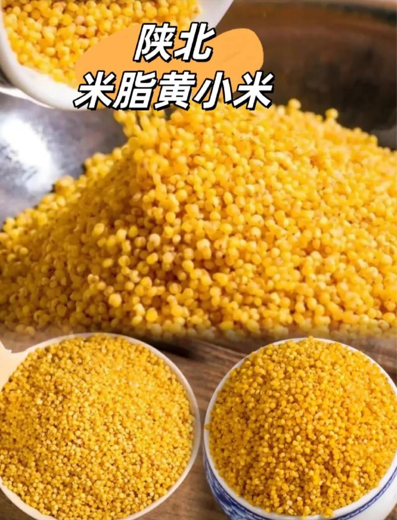 陕北米脂小米