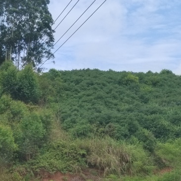 樟树油