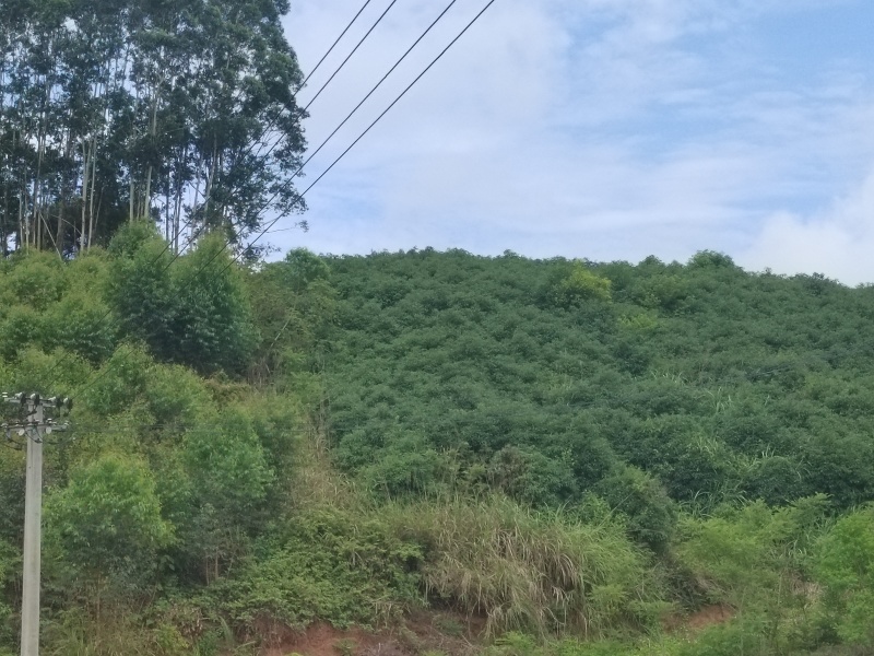 樟树油