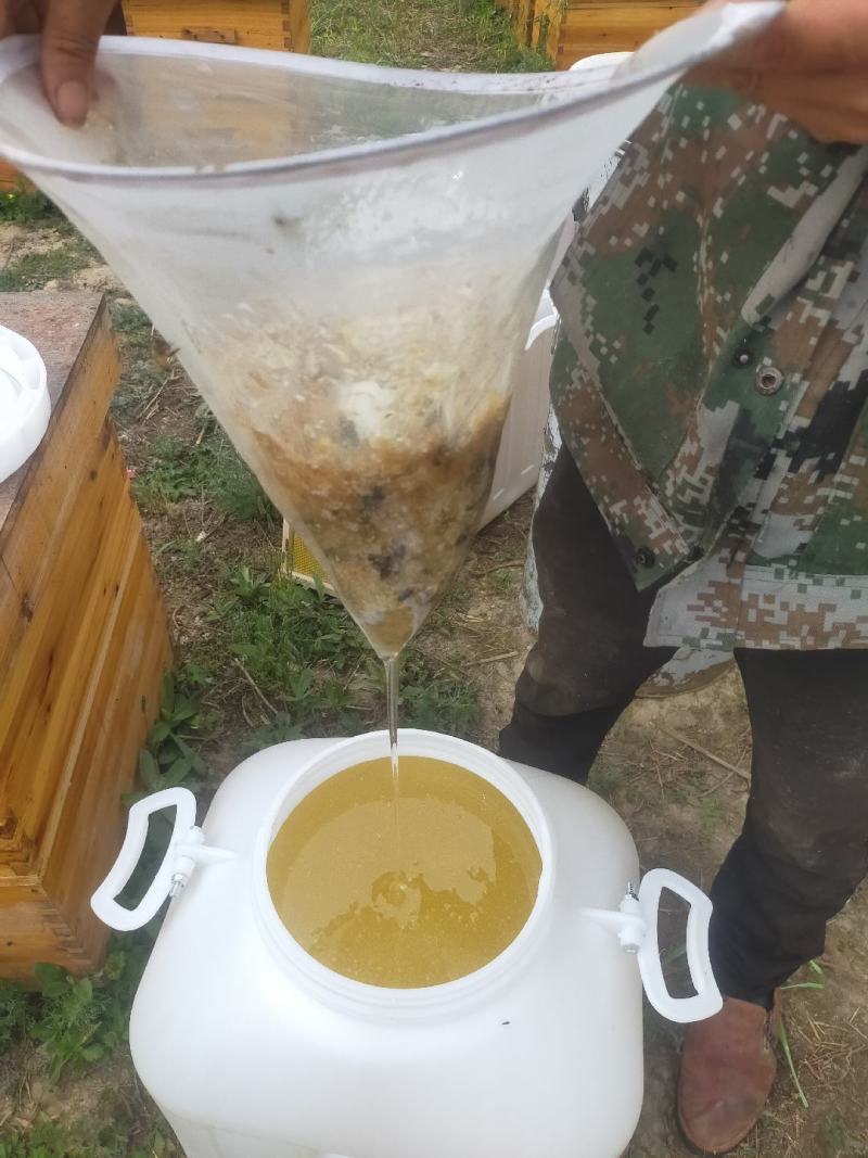 甘肃陇南杨槐蜂蜜