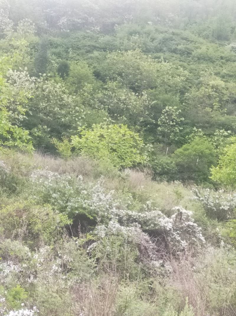 甘肃陇南杨槐蜂蜜