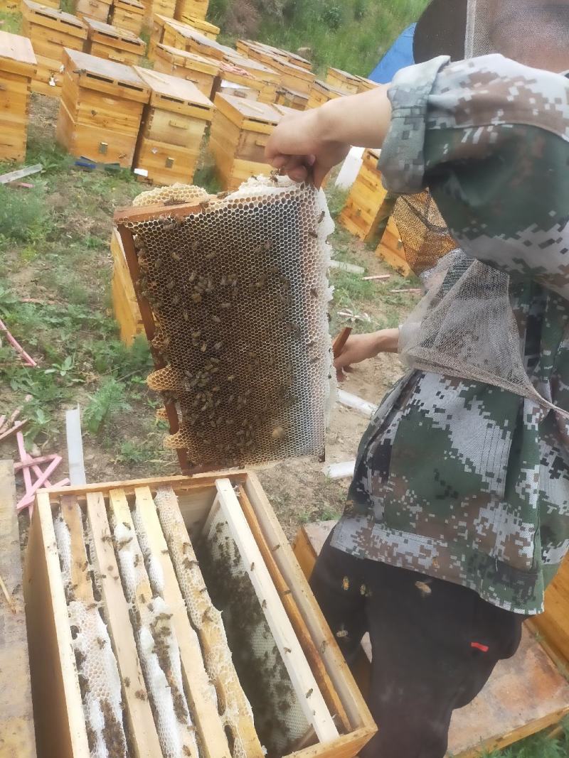 甘肃陇南杨槐蜂蜜