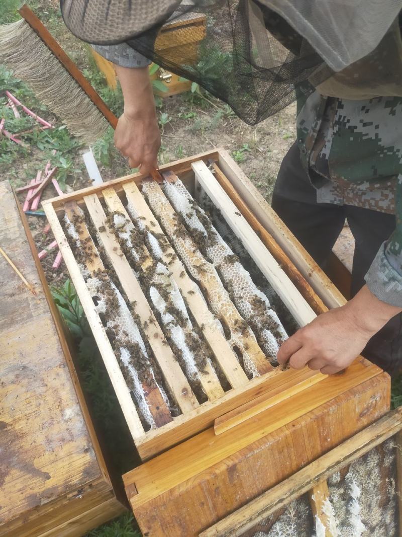 甘肃陇南杨槐蜂蜜