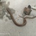 黄鳝