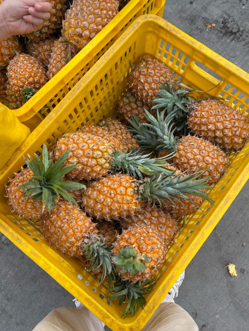 菠萝