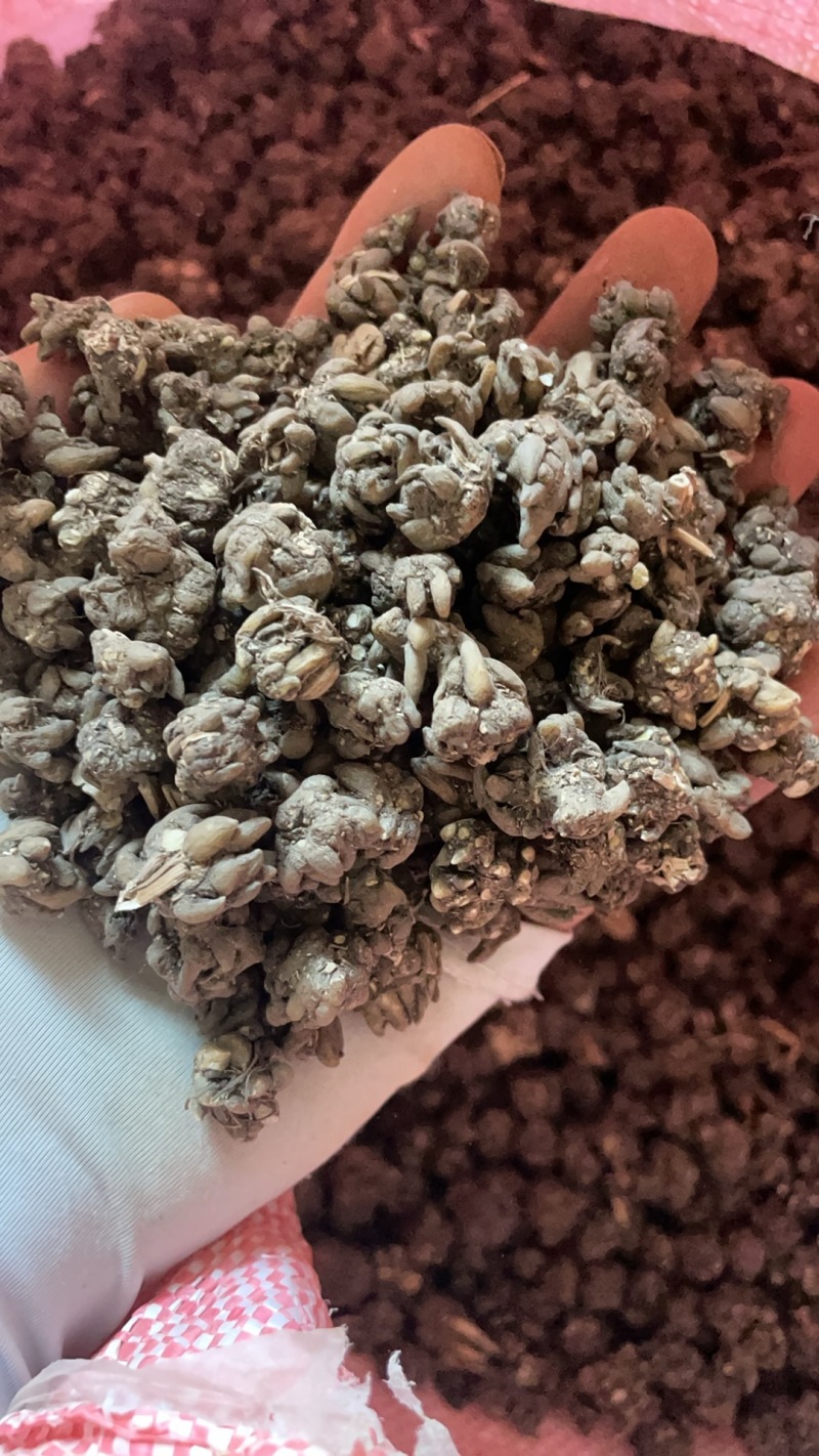 种植基地