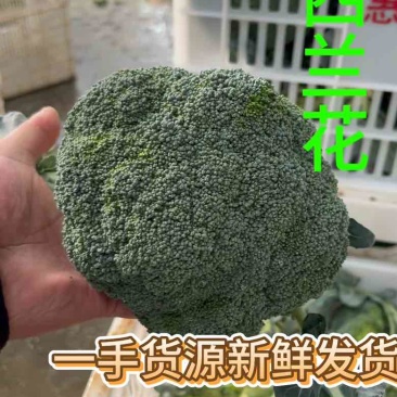 山东原产地西兰花一手货源