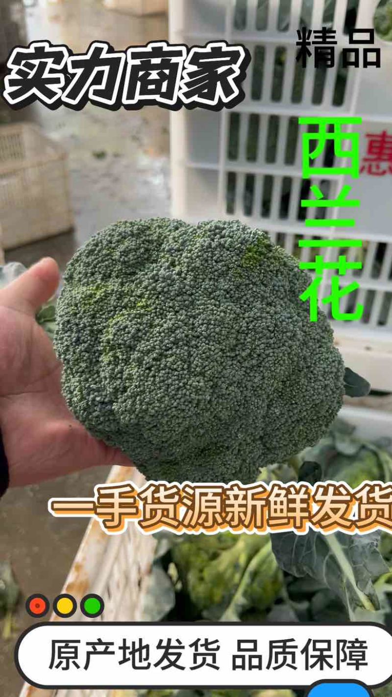 山东原产地西兰花一手货源