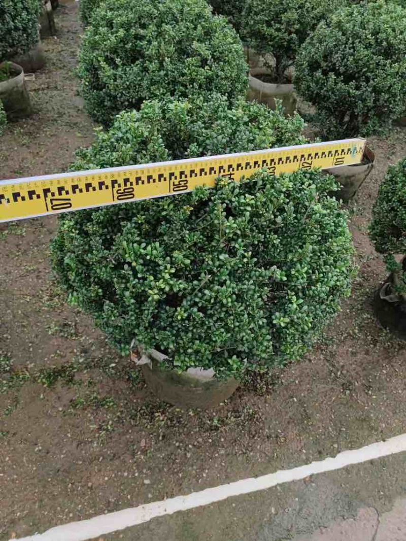 龟甲冬青球40-100，大量低价出售