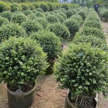 龟甲冬青球40-100，大量低价出售