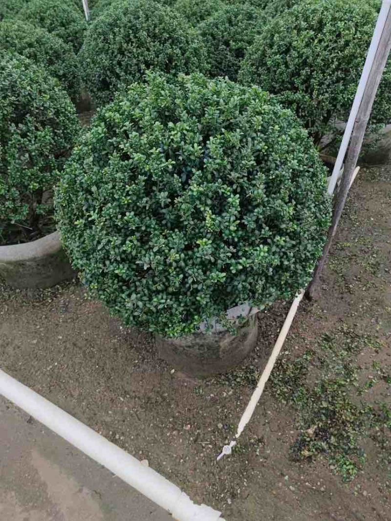 龟甲冬青球40-100，大量低价出售