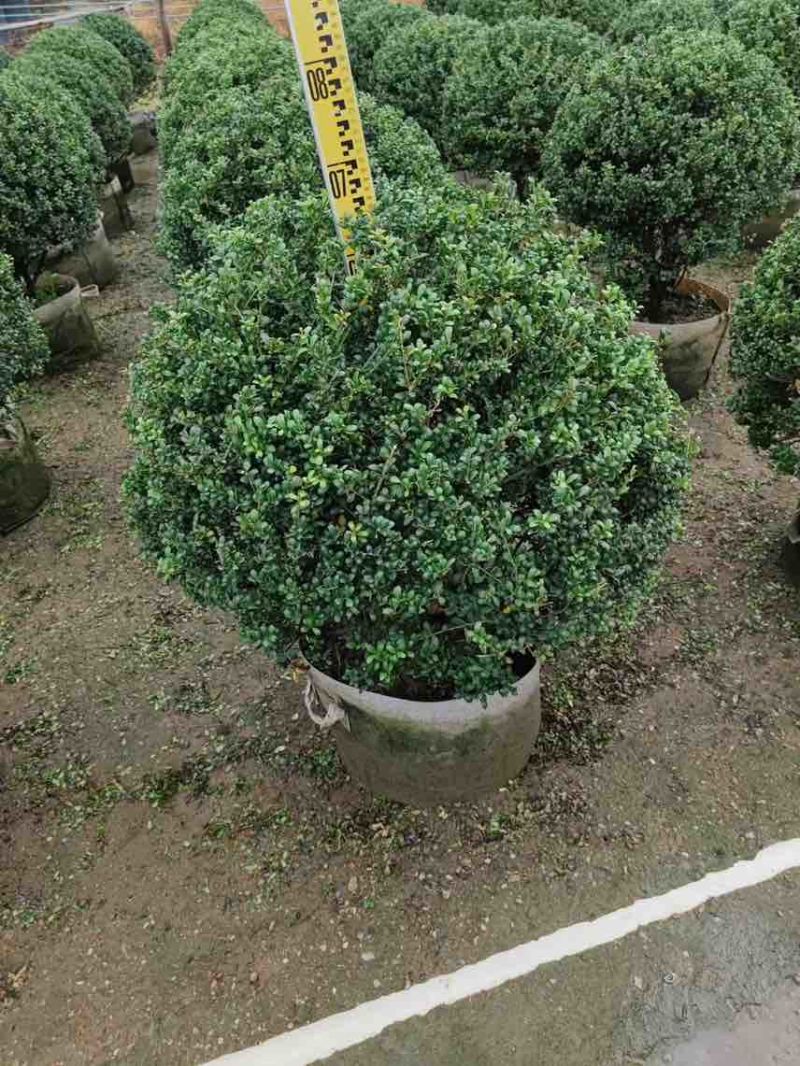 龟甲冬青球40-100，大量低价出售