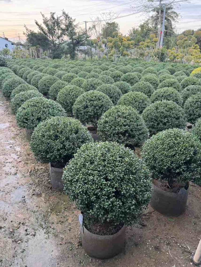 龟甲冬青球40-100，大量低价出售