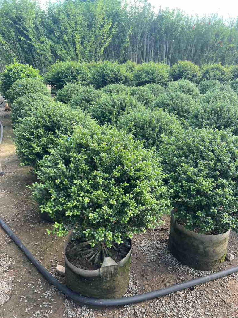 龟甲冬青球40-100，大量低价出售