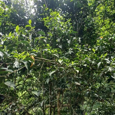 普洱茶