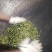 普洱茶
