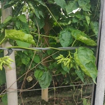夜香花（绿尖）