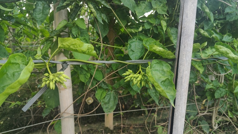 夜香花（绿尖）