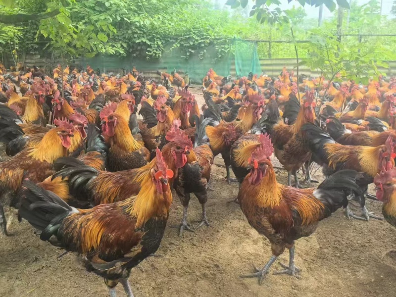 广西桂林乌皮土公鸡，106天，均重5.6斤起，高冠，5000