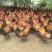 广西桂林乌皮土公鸡，106天，均重5.6斤起，高冠，5000