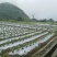 生鲜辣椒