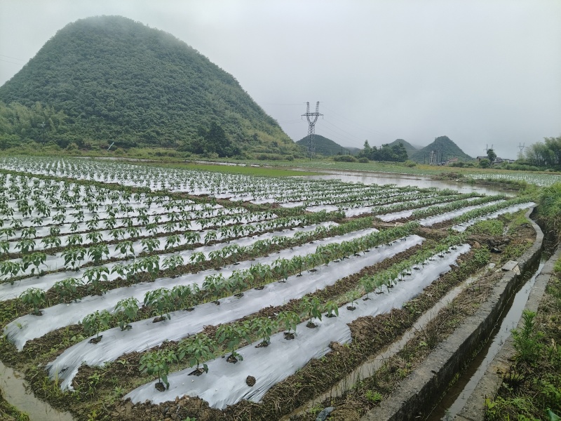 生鲜辣椒