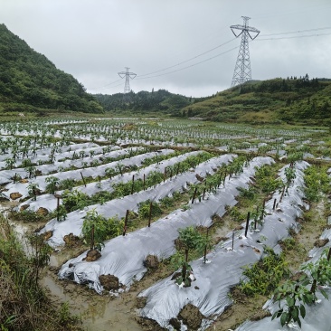 生鲜辣椒