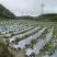 生鲜辣椒