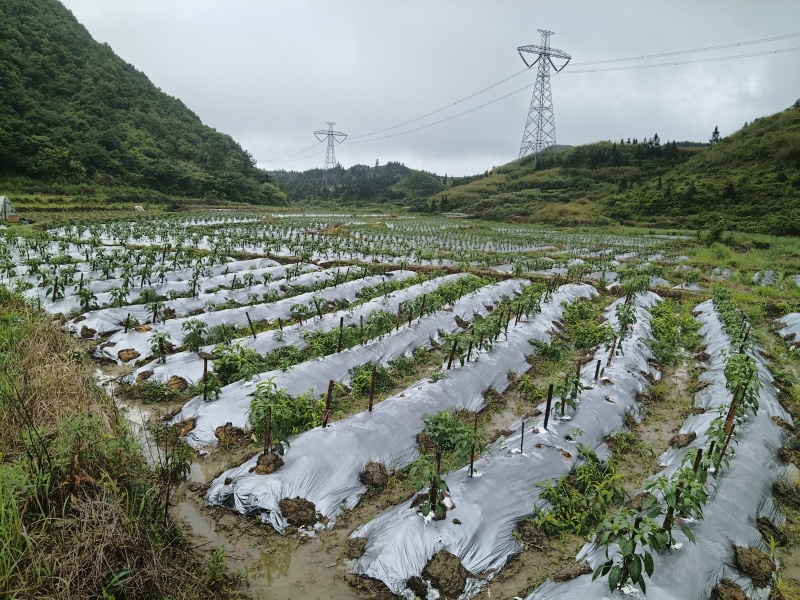 生鲜辣椒