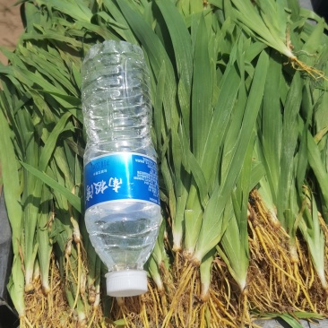 射干苗，基地一手货，品质佳，价格美丽。
