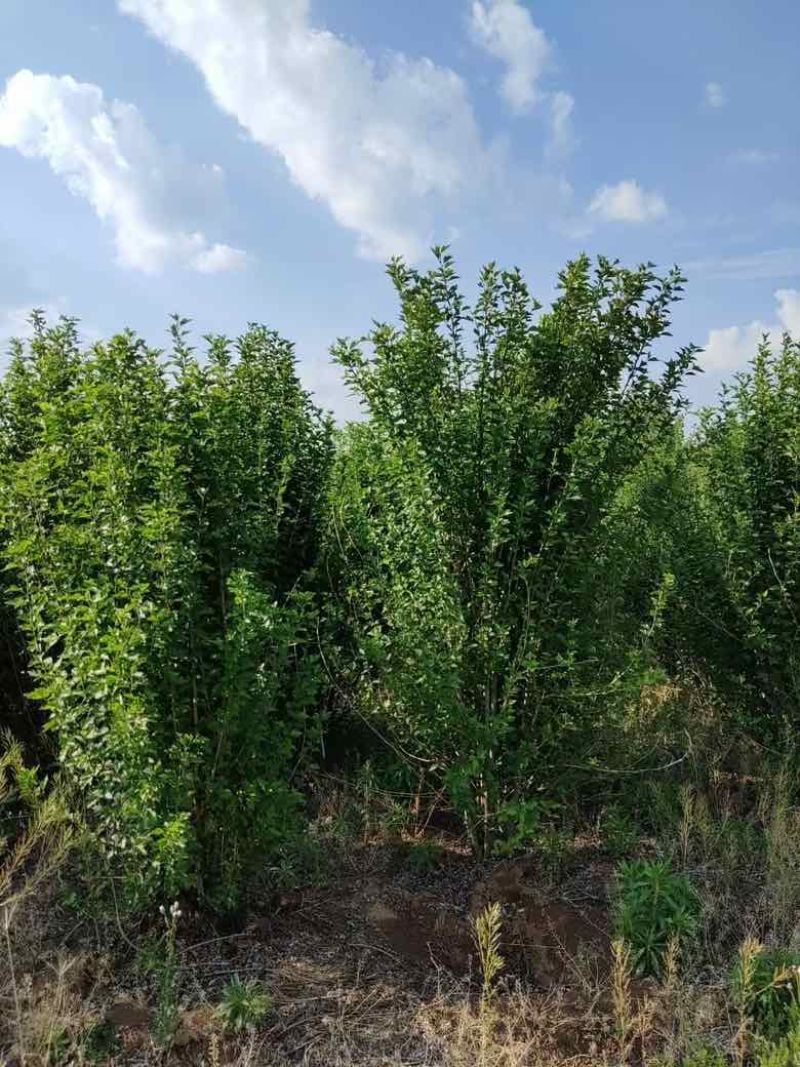丛生木槿高度150-250