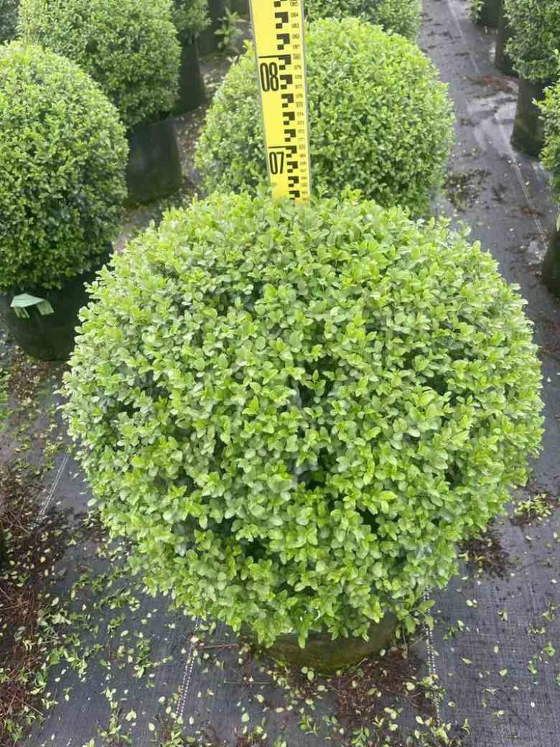 亮晶女贞球40-100，各种规格，大量低价出售