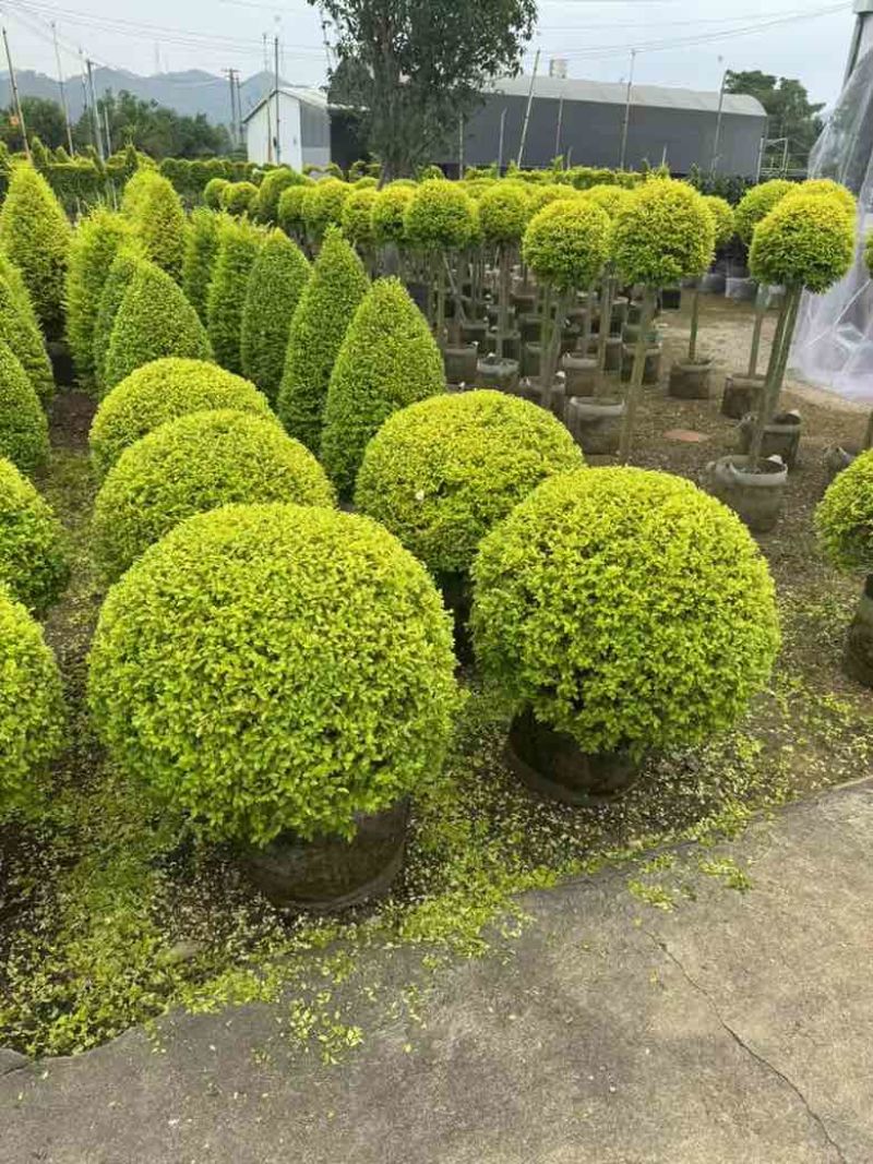 亮晶女贞球40-100，各种规格，大量低价出售